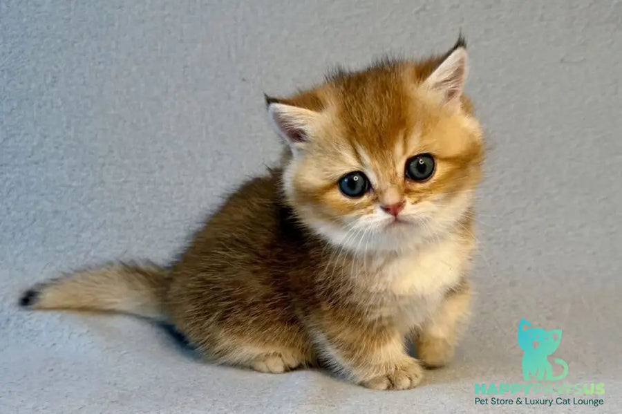 Lumiq Munchkin male black golden ticked tabby - live animals