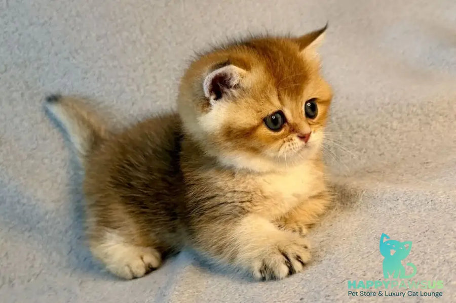 Lumiq Munchkin male black golden ticked tabby - live animals