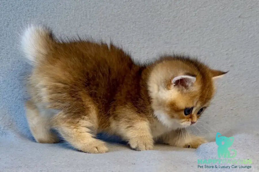 Lumiq Munchkin male black golden ticked tabby - live animals