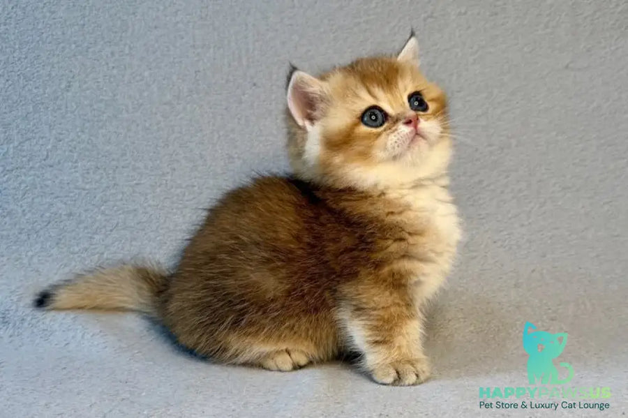 Lumiq Munchkin male black golden ticked tabby - live animals
