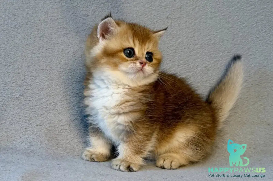 Lumiq Munchkin male black golden ticked tabby - live animals