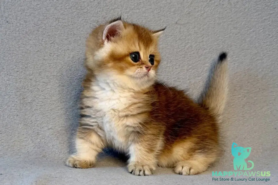 Lumiq Munchkin male black golden ticked tabby - live animals