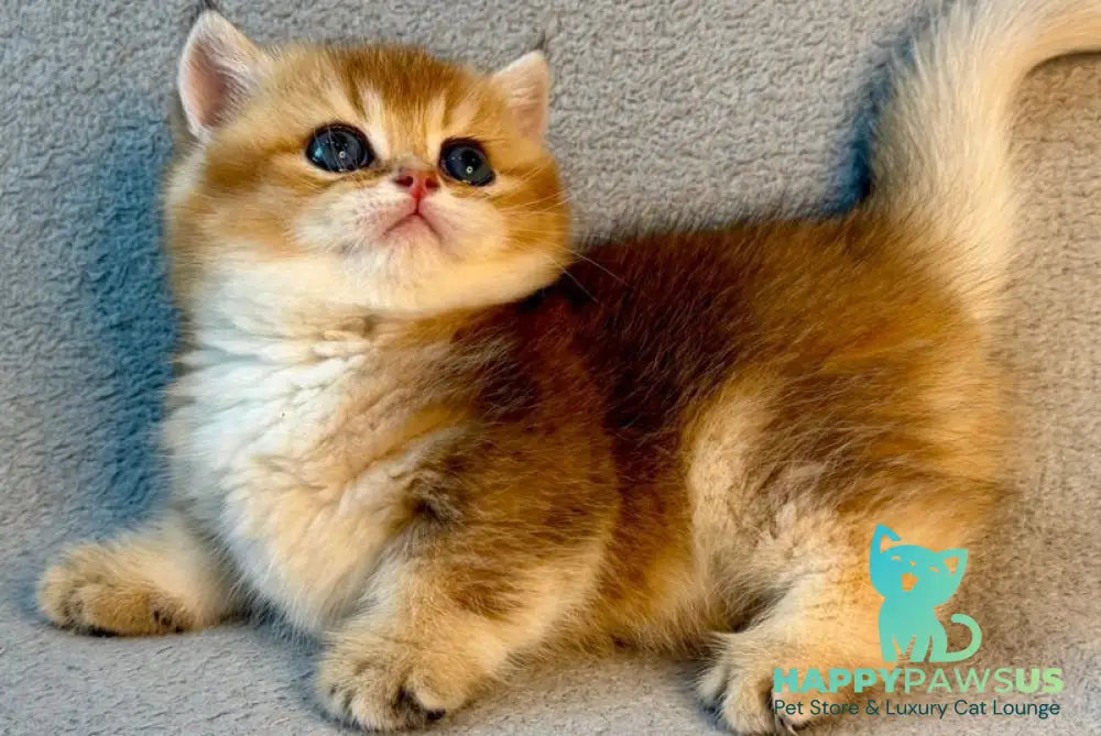 Lumiq Munchkin male black golden ticked tabby - live animals