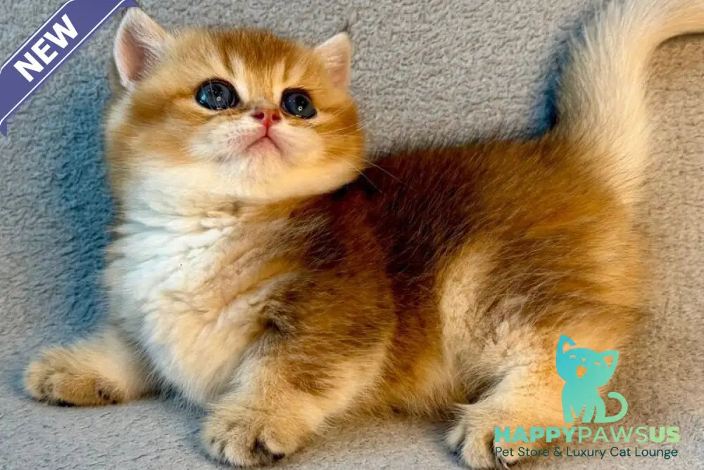 Lumiq Munchkin male black golden ticked tabby - live animals