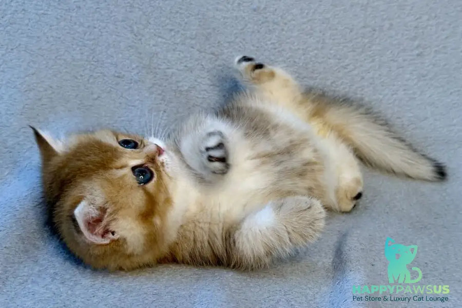 Lumiq Munchkin male black golden ticked tabby - live animals