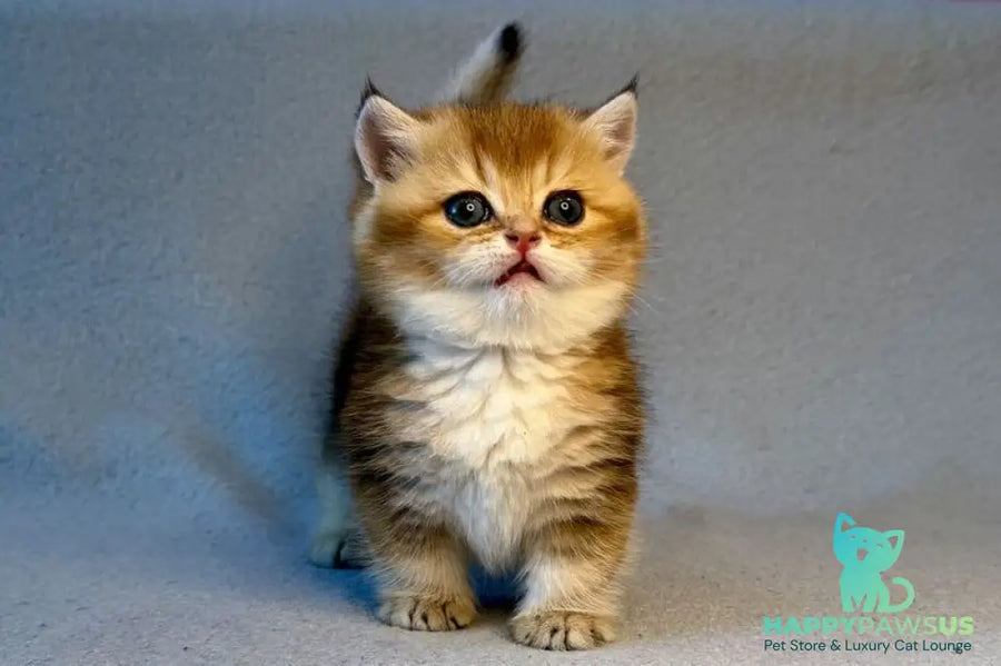 Lumiq Munchkin male black golden ticked tabby - live animals