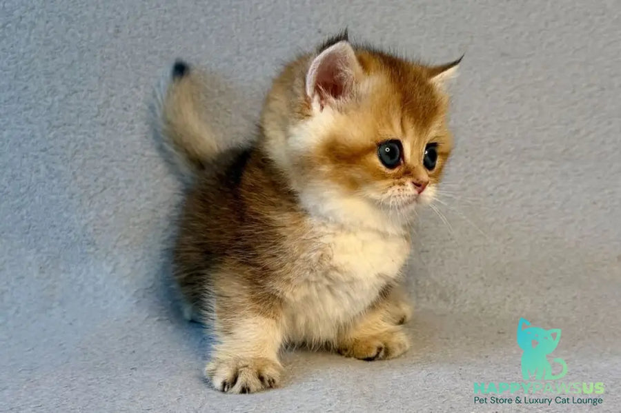 Lumiq Munchkin male black golden ticked tabby - live animals