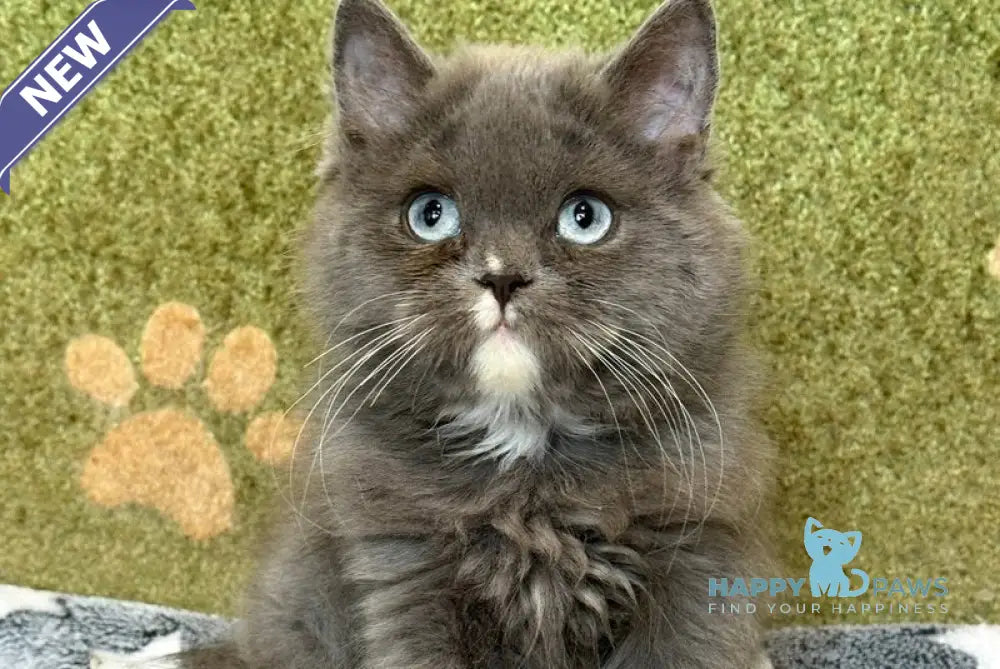 Luna British Longhair female blue live animals