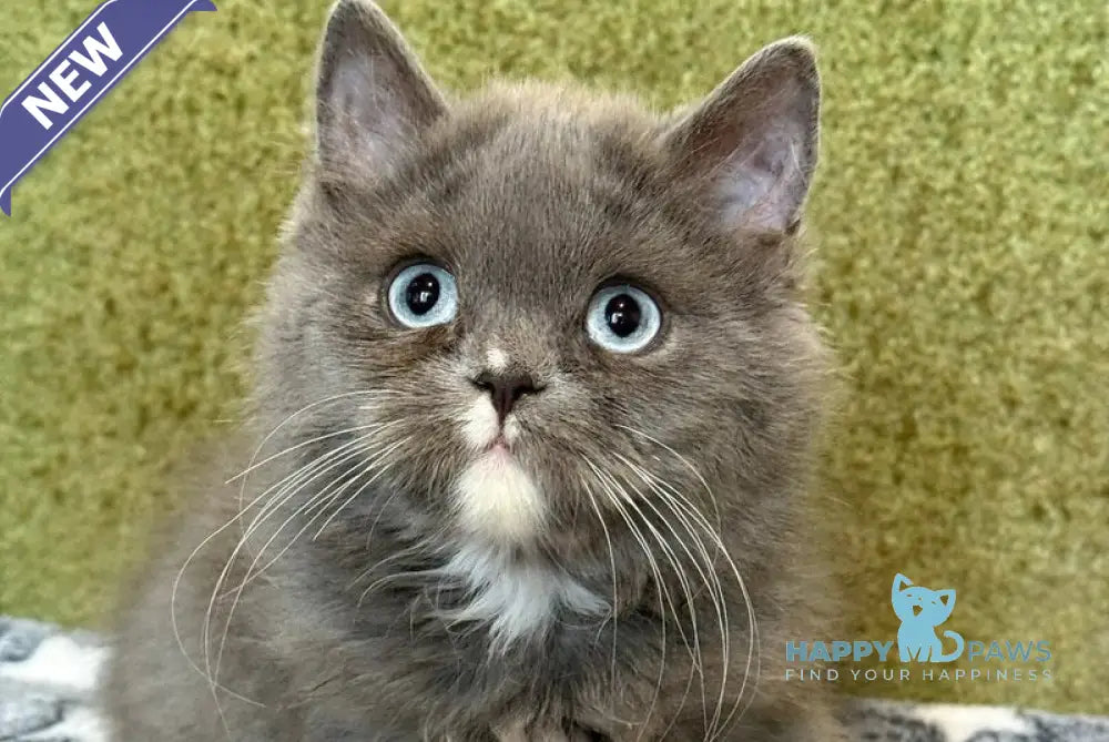 Luna British Longhair female blue live animals