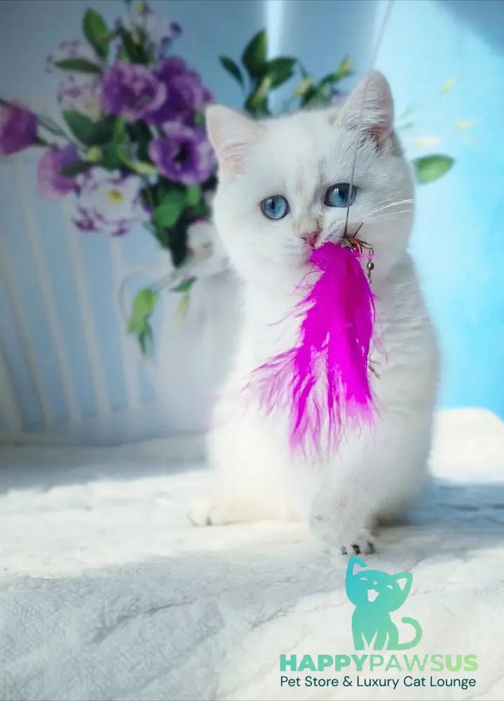 Luna British Shorthair female black golden shaded pointed - live animals
