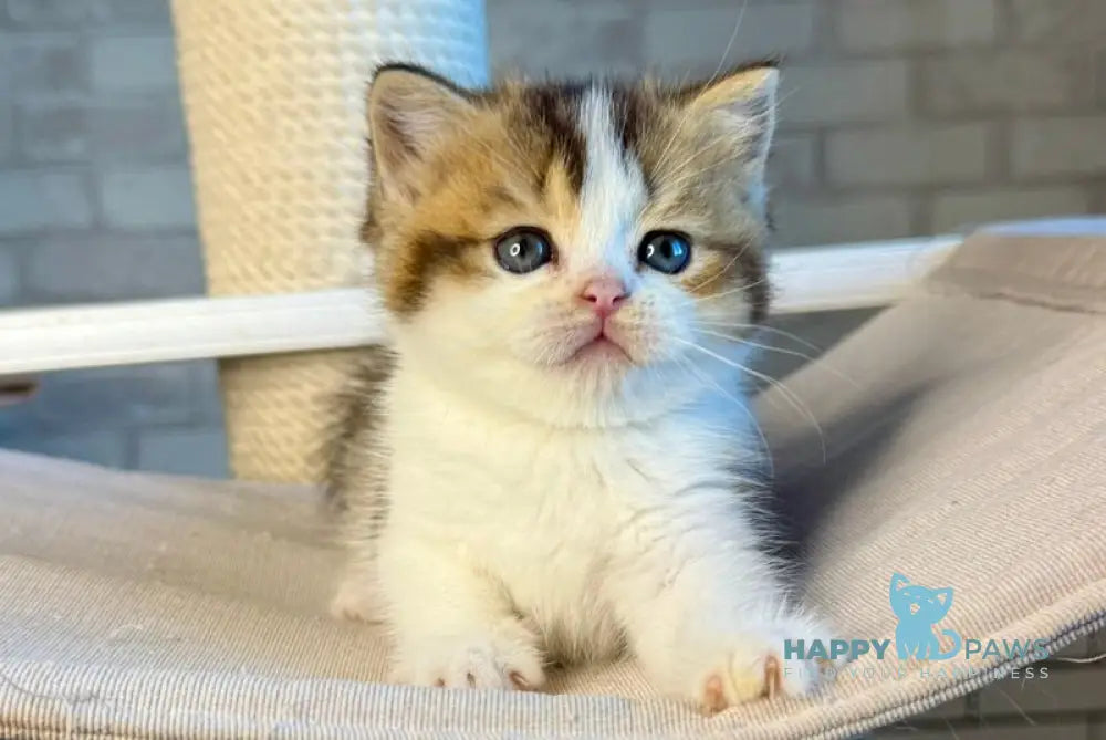 Luna British Shorthair female black ticked tabby bicolour live animals