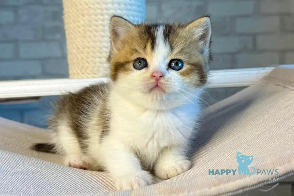 Luna British Shorthair female black ticked tabby bicolour live animals