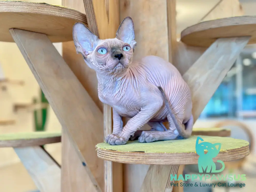 Luna Canadian Sphynx female blue pointed - live animals