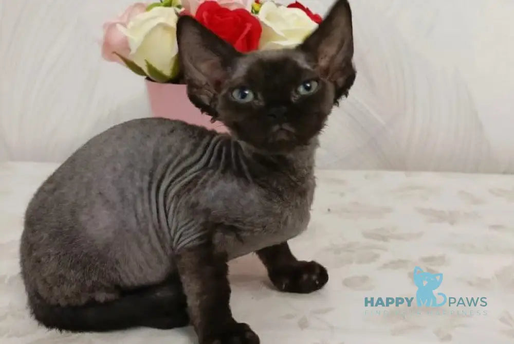 Luna Devon Rex female black live animals