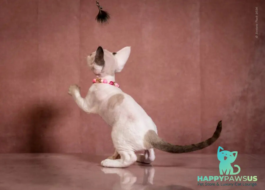 Luna Devon Rex female black van pointed - live animals