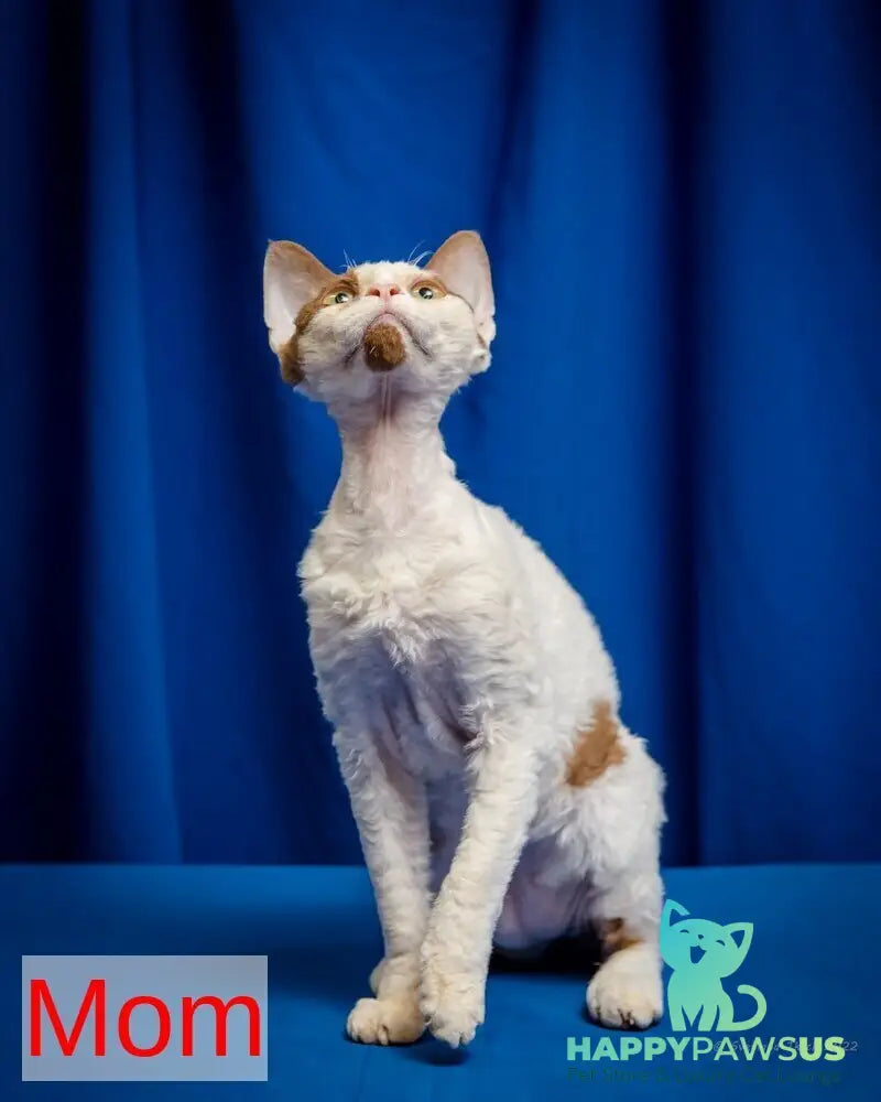 Luna Devon Rex female black van pointed - live animals