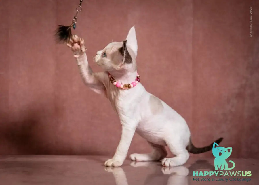 Luna Devon Rex female black van pointed - live animals