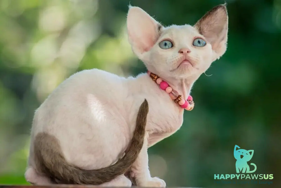 Luna Devon Rex female black van pointed - live animals