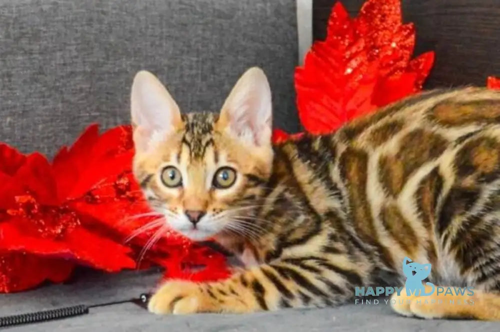 Luna Gold Bengal female black spotted tabby live animals