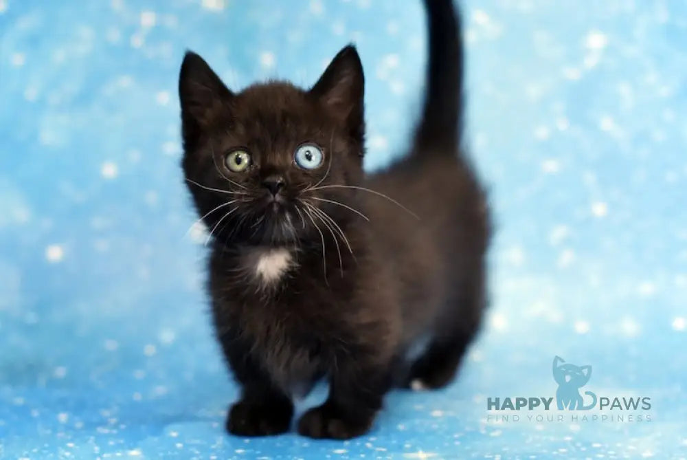 Luna Munchkin female black live animals