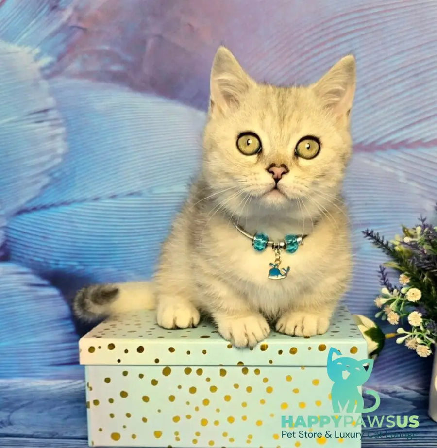 Luna Munchkin female black silver spotted tabby - live animals