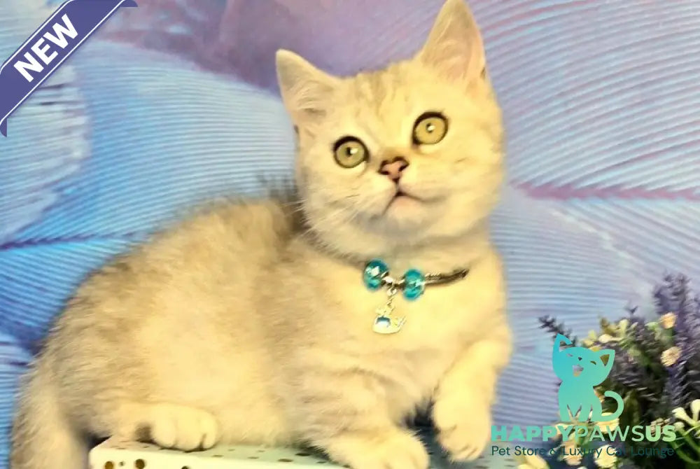 Luna Munchkin female black silver spotted tabby - live animals