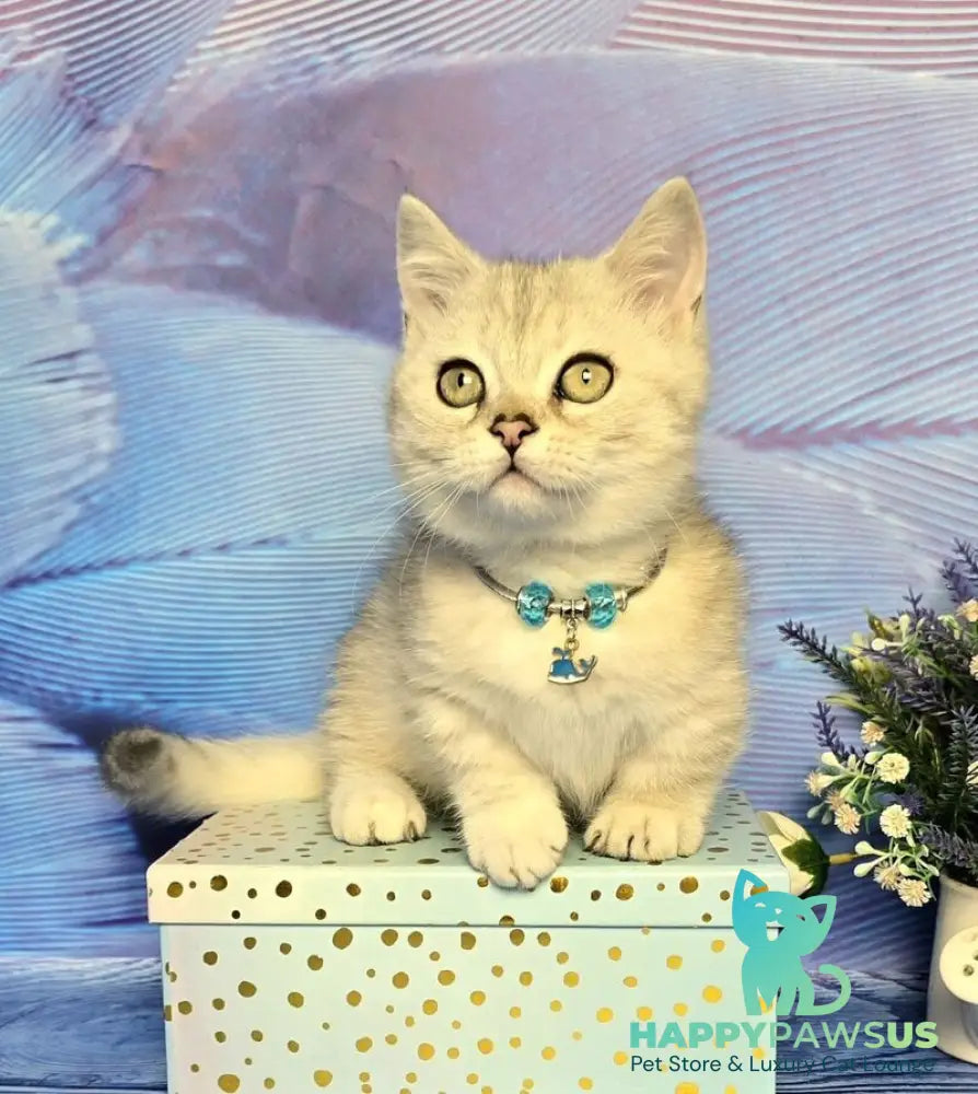 Luna Munchkin female black silver spotted tabby - live animals