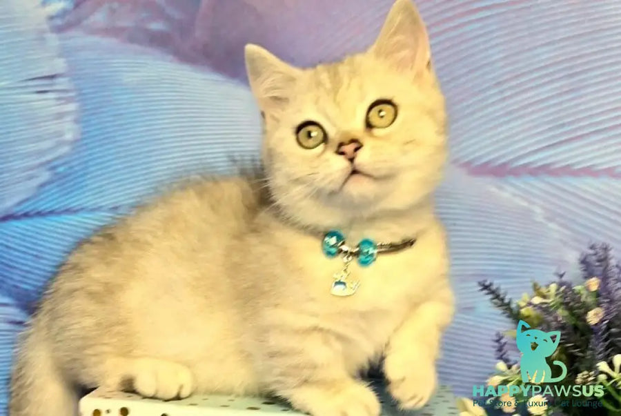 Luna Munchkin female black silver spotted tabby - live animals