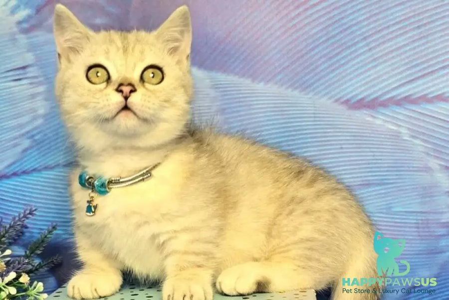 Luna Munchkin female black silver spotted tabby - live animals