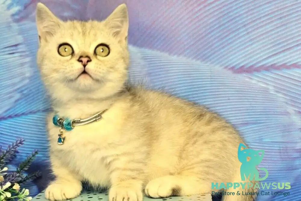 Luna Munchkin female black silver spotted tabby - live animals