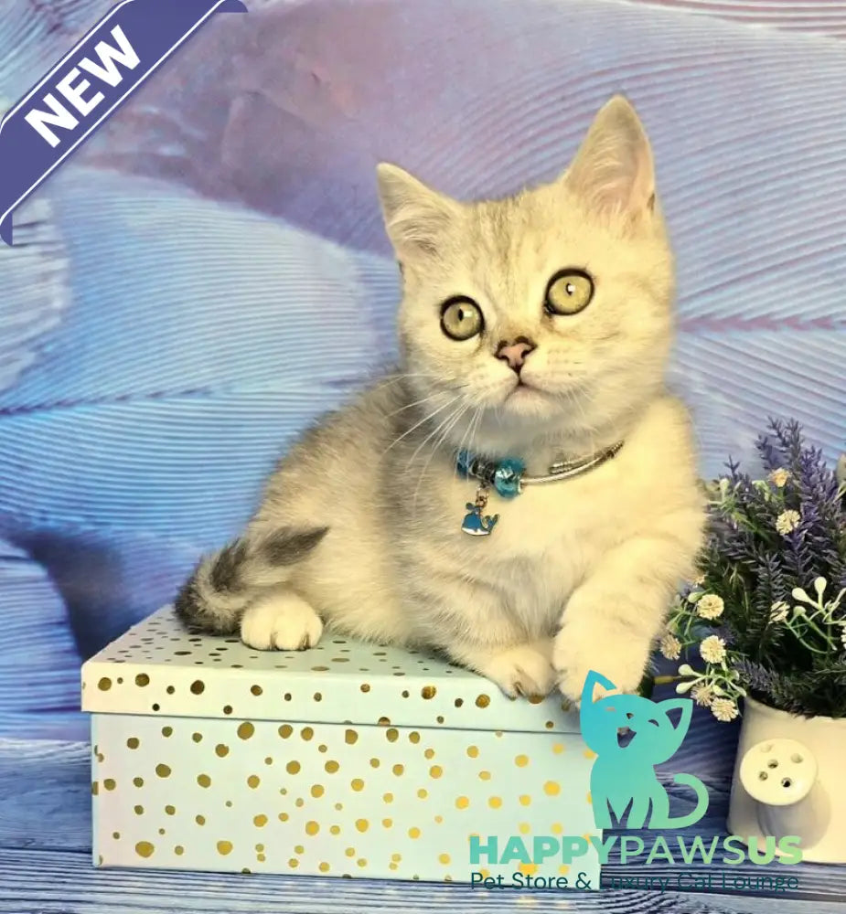 Luna Munchkin female black silver spotted tabby - live animals
