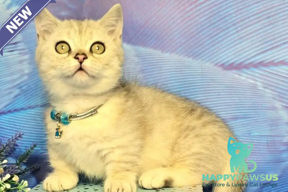 Luna Munchkin female black silver spotted tabby - live animals