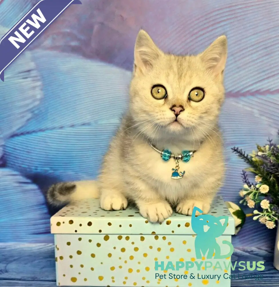 Luna Munchkin female black silver spotted tabby - live animals
