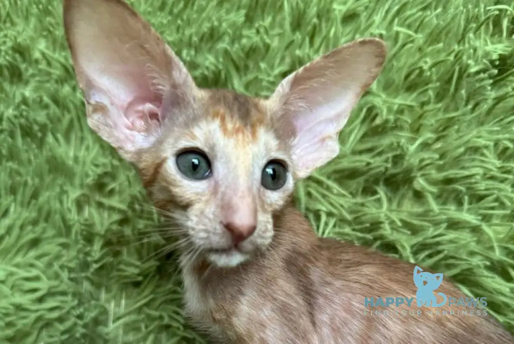 Luna Oriental Shorthair female cinnamon tortie - live animals