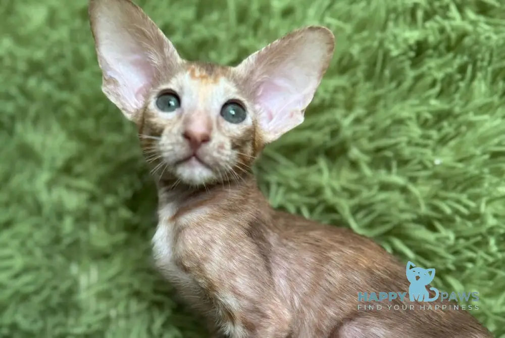 Luna Oriental Shorthair female cinnamon tortie - live animals