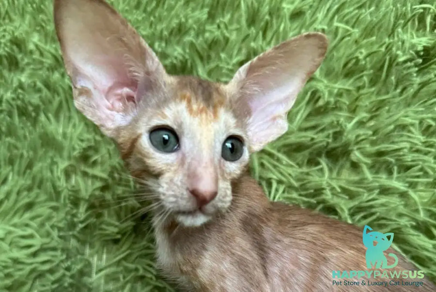 Luna Oriental Shorthair female cinnamon tortie - live animals