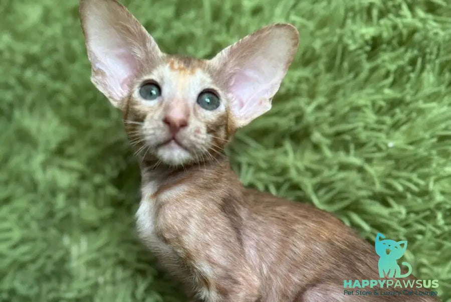 Luna Oriental Shorthair female cinnamon tortie - live animals