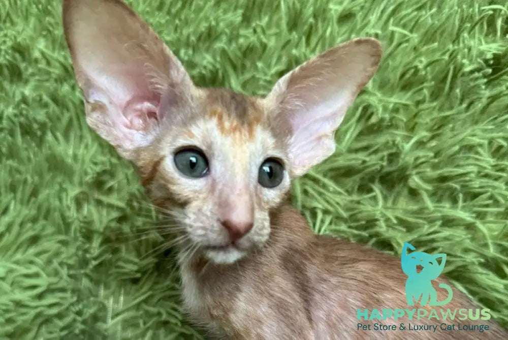 Luna Oriental Shorthair female cinnamon tortie - live animals