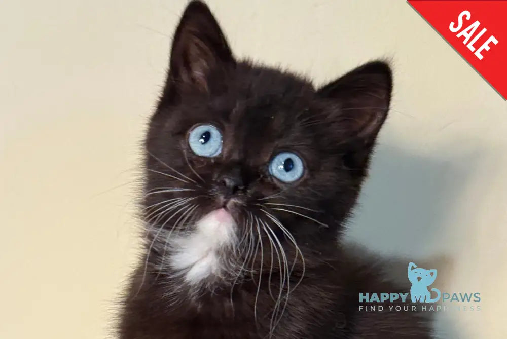 Luna Scottish Straight female black live animals