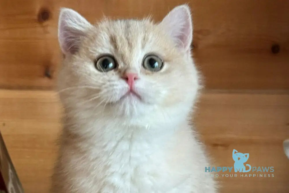 Luna Scottish Straight female blue golden chinchilla - live animals