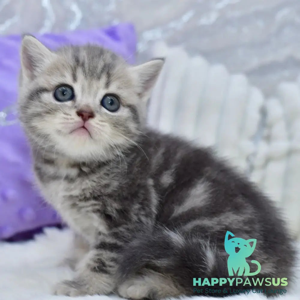 Luna Scottish Straight female blue tabby - live animals