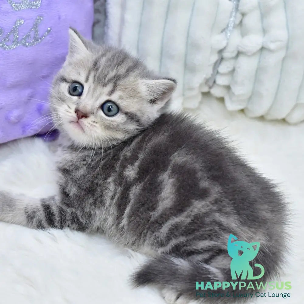 Luna Scottish Straight female blue tabby - live animals