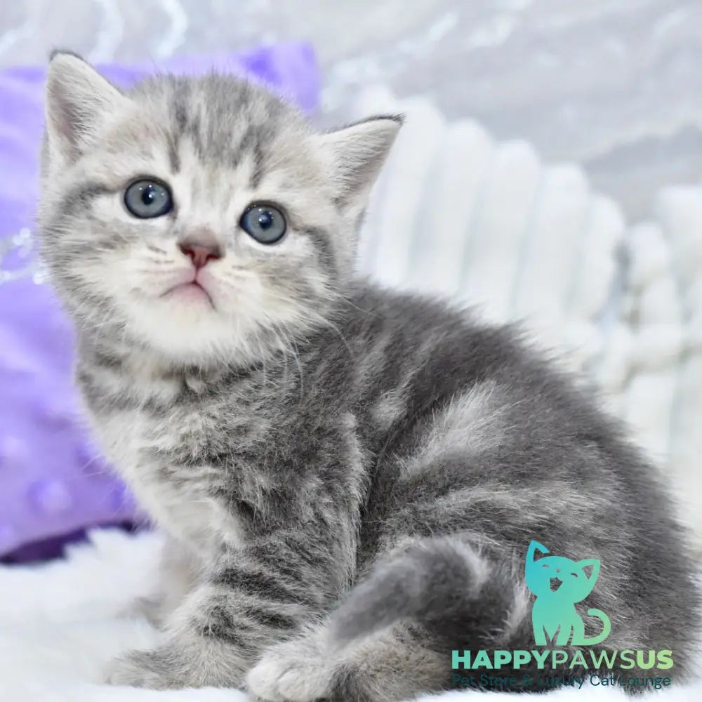 Luna Scottish Straight female blue tabby - live animals