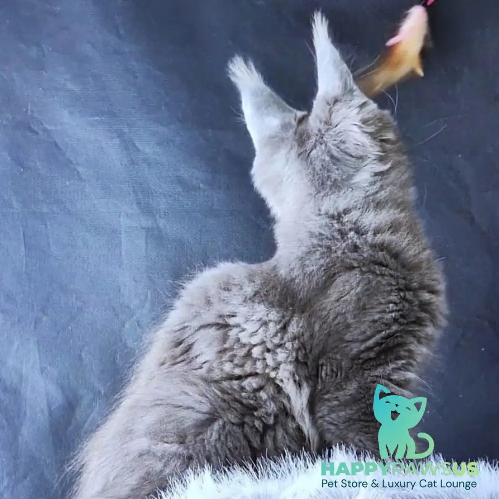 Lunar cat Maine Coon female blue - live animals