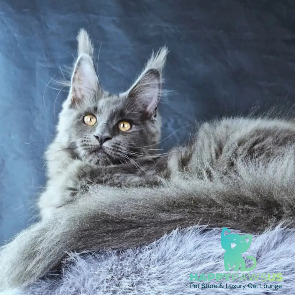 Lunar cat Maine Coon female blue - live animals