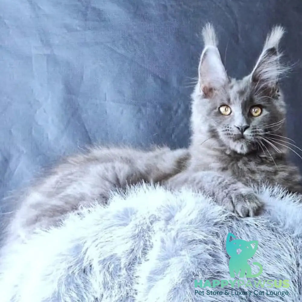 Lunar cat Maine Coon female blue - live animals