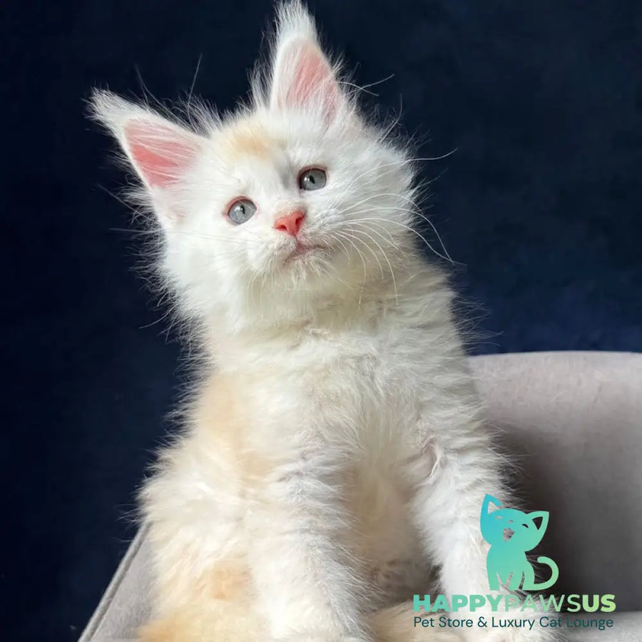 Lunar Maine Coon male red silver - live animals