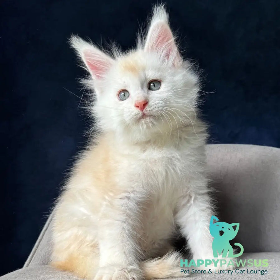 Lunar Maine Coon male red silver - live animals