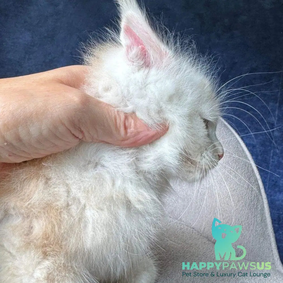 Lunar Maine Coon male red silver - live animals