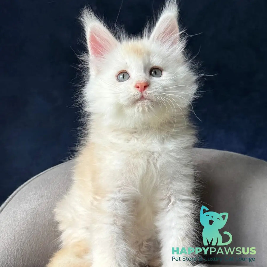 Lunar Maine Coon male red silver - live animals